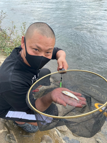 ウグイの釣果