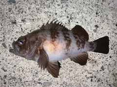 メバルの釣果