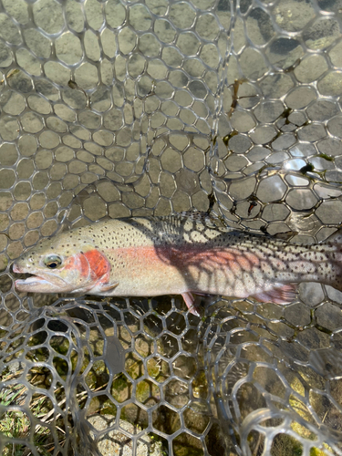 トラウトの釣果