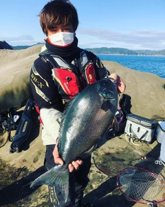 クロメジナの釣果