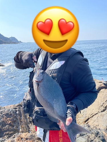 クロメジナの釣果