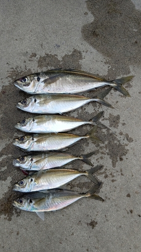 アジの釣果