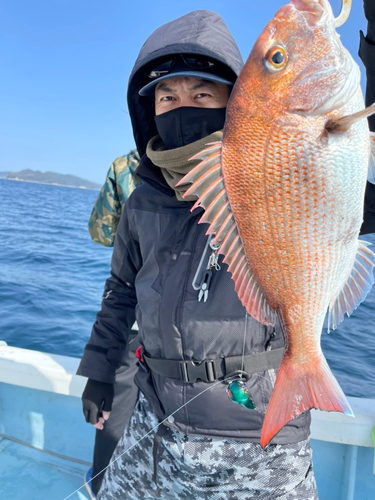 マダイの釣果