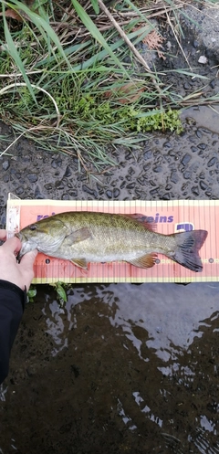 スモールマウスバスの釣果