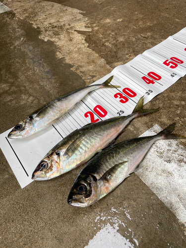 アジの釣果