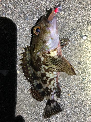 カサゴの釣果