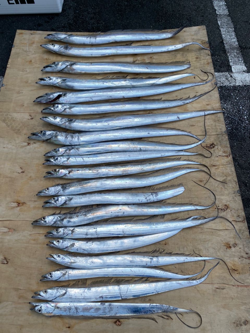 釣り筋マンさんの釣果 1枚目の画像