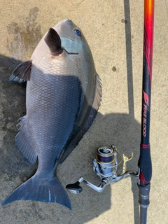 クロメジナの釣果