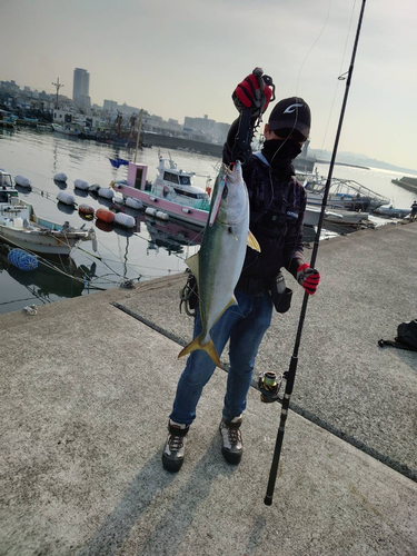 メジロの釣果