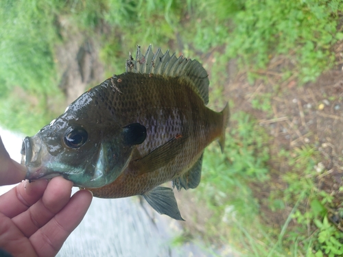 ブルーギルの釣果