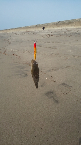 シタビラメの釣果