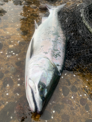 サクラマスの釣果