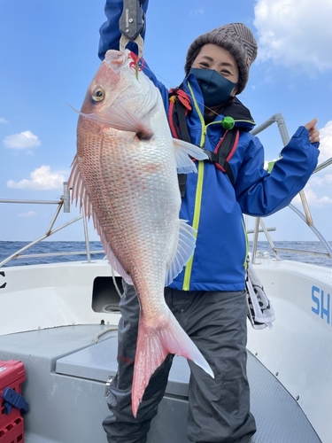 マダイの釣果