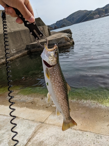 アメマスの釣果