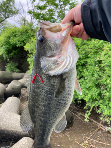 ラージマウスバスの釣果