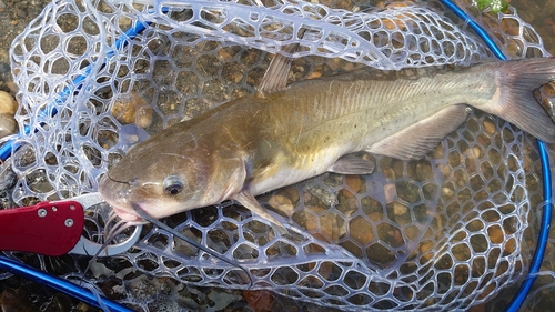 アメリカナマズの釣果