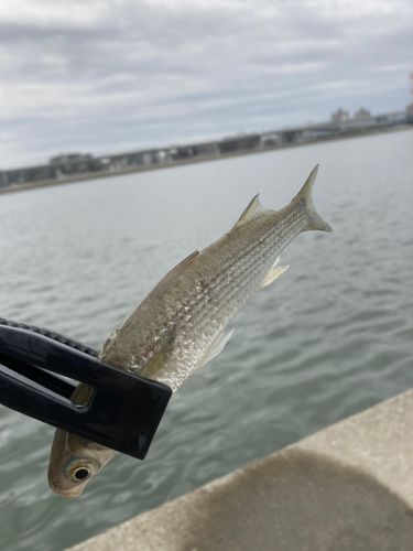 ボラの釣果