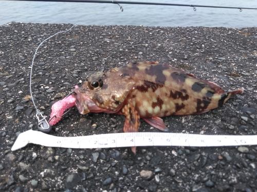 カサゴの釣果