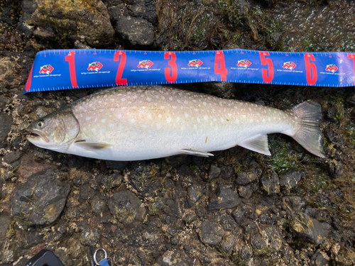 アメマスの釣果