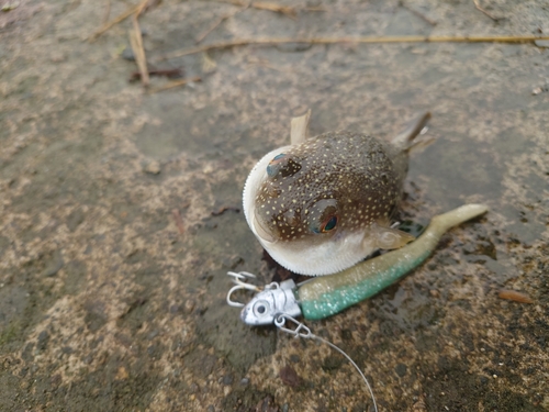 クサフグの釣果