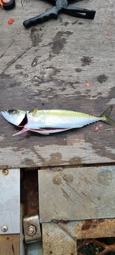 サバの釣果