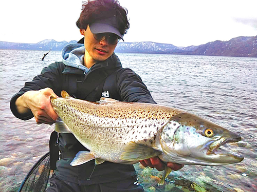 ブラウントラウトの釣果