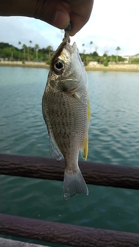 ホシミゾイサキの釣果