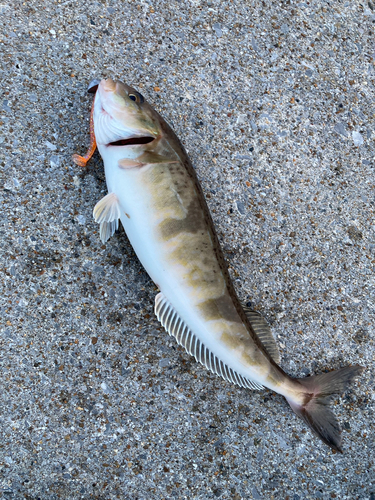 ホッケの釣果