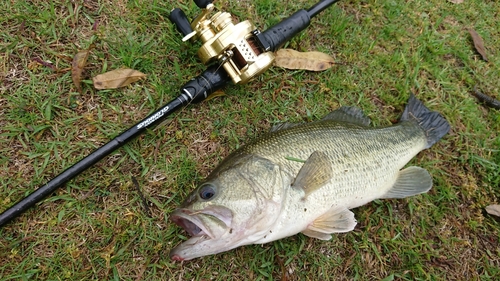 ラージマウスバスの釣果