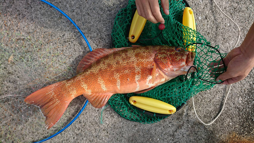 アカジンミーバイの釣果