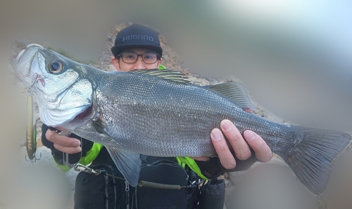 ヒラスズキの釣果