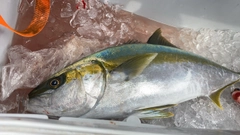 ヒラマサの釣果