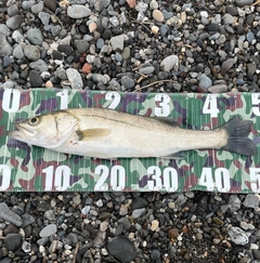 セイゴ（マルスズキ）の釣果
