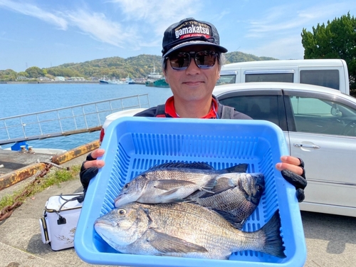 クロダイの釣果