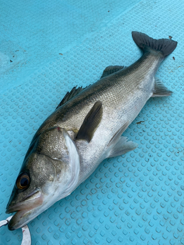 スズキの釣果