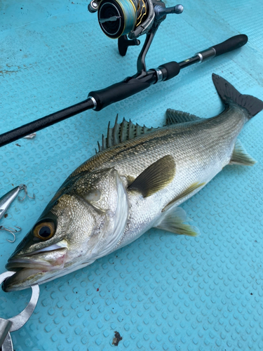 スズキの釣果