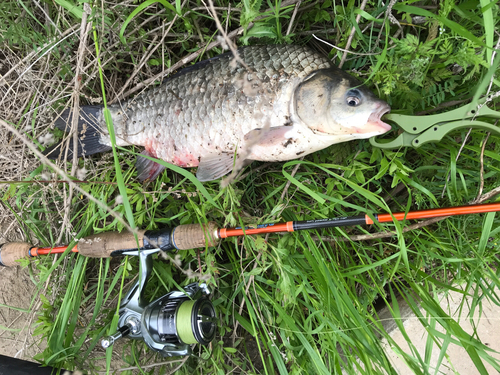 ヘラブナの釣果