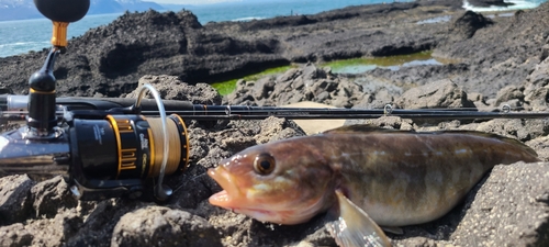 ウミアメの釣果