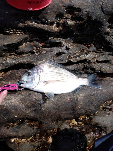 メジナの釣果