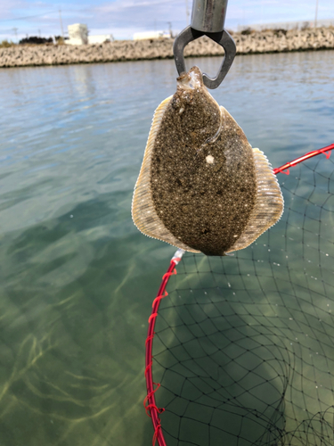 カレイの釣果