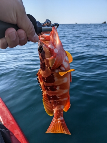 アカハタの釣果