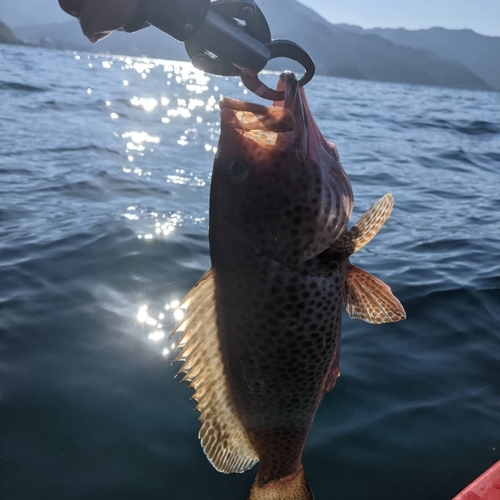 オオモンハタの釣果