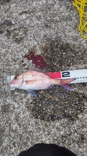 マダイの釣果