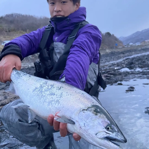 サクラマスの釣果