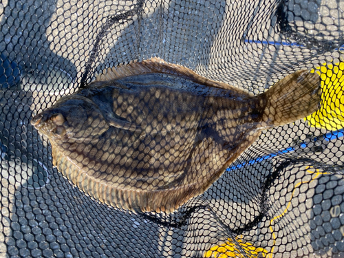 カレイの釣果