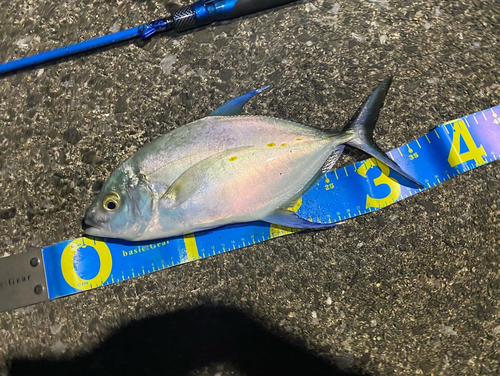 ナンヨウカイワリの釣果