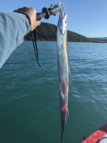 タチウオの釣果