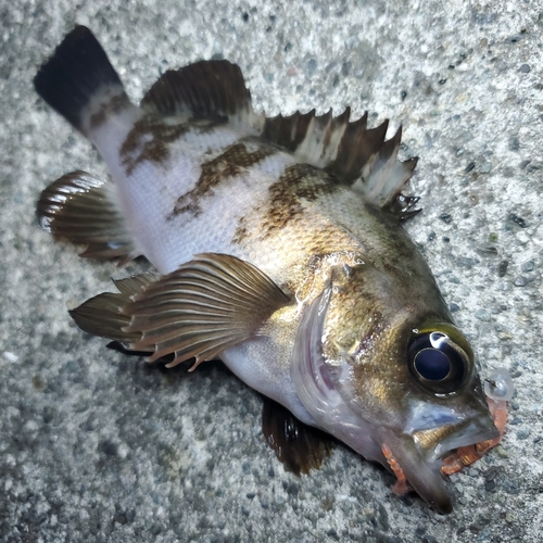 メバルの釣果