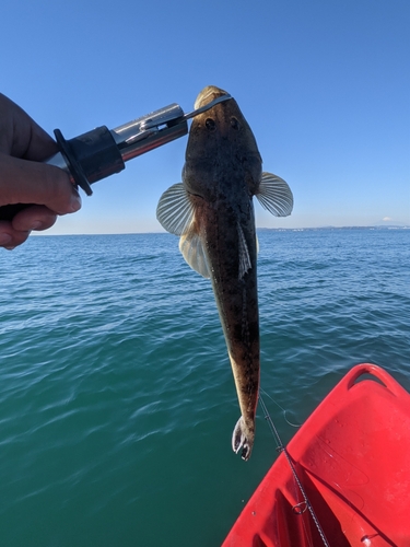 マゴチの釣果