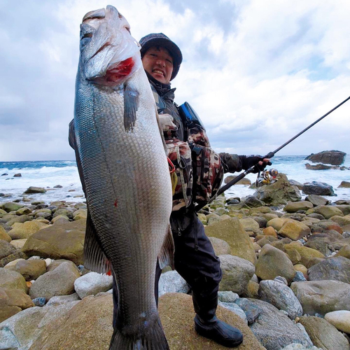 ヒラスズキの釣果